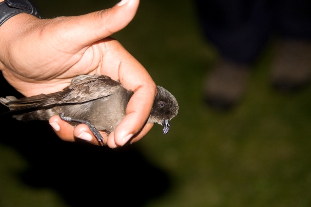 Storm petrel in the hand...not as big as many think!