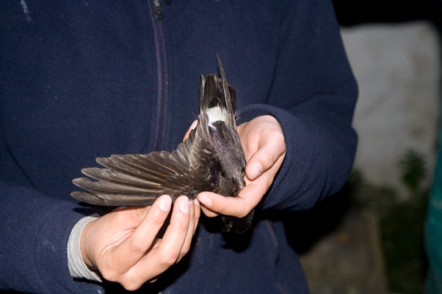 Distinctive white rump and all black plumage of a Storm Petrel 